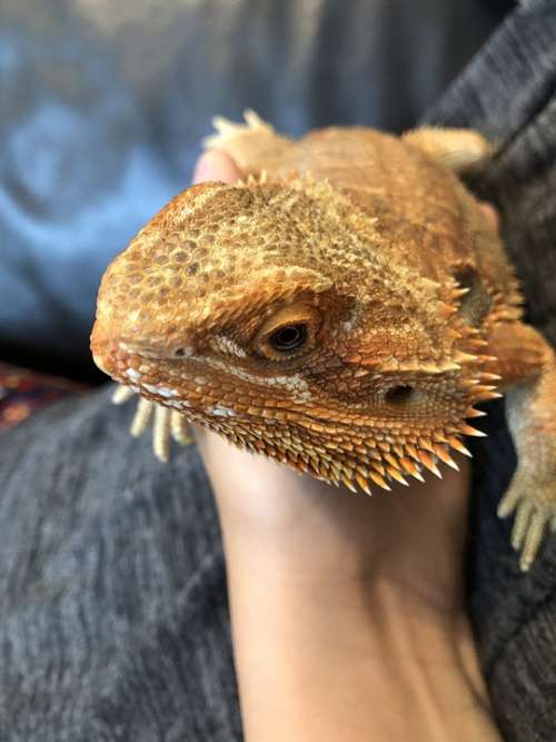 Bearded Dragon Reptiles