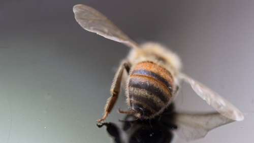 Bee Bee Deaths Insect Nature Pollen Macro