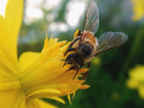 Bee Pollen Pollination Yellow Buzzer Honey Nectar