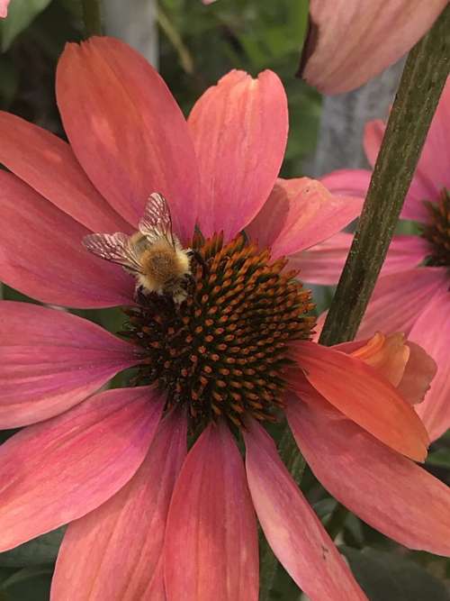 Bee Flower Red Sunflower Blossom Bloom Nectar
