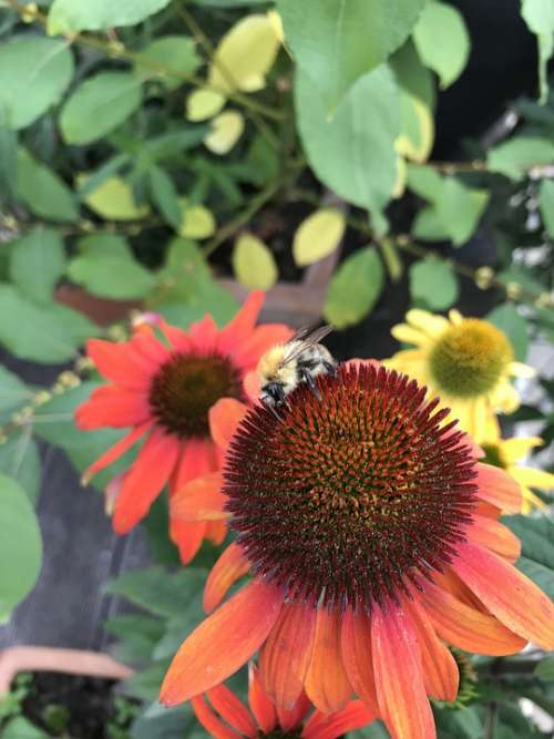 Bee Honey Bee Red Yellow Nectar Close Up Bees