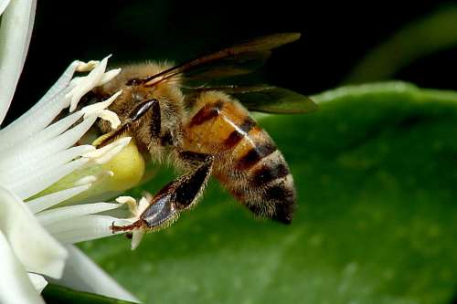 Bee Obrera Beekeeping Insect Honey Pollen