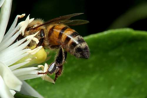 Bee Honey Insects Pollen Nature Beekeeping