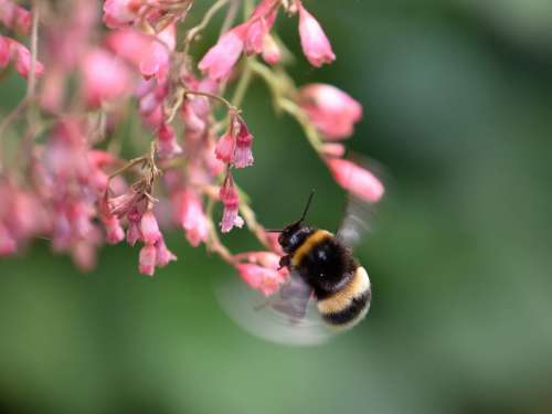Bee Nature Flight Pollination Insect Blossom