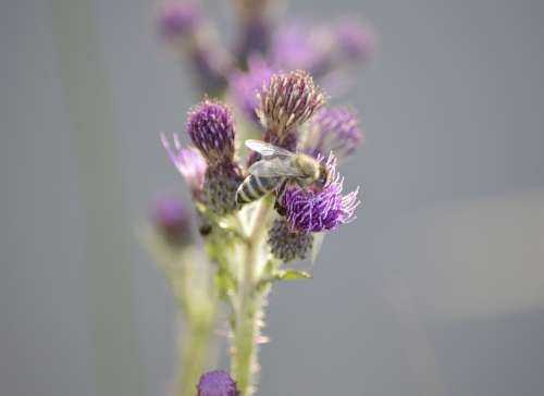 Bee Flower Summer Nectar Garden Pollen Nature