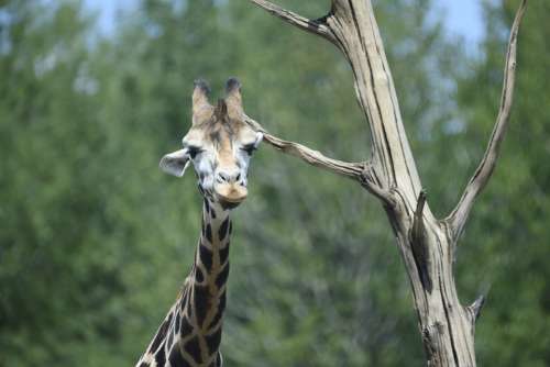 Beekse Bergen Giraffe Animals Stains Herbivorous