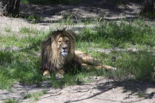 Beekse Bergen Lion Predator Mammal Zoo Carnivores