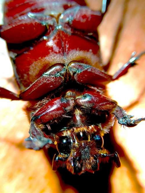 Beetle Animal Photography Animal Portrait Portrait