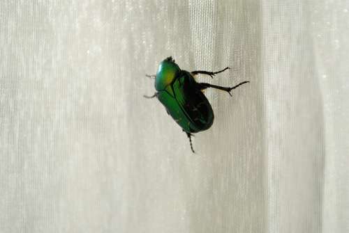Beetle Insects Animals Green