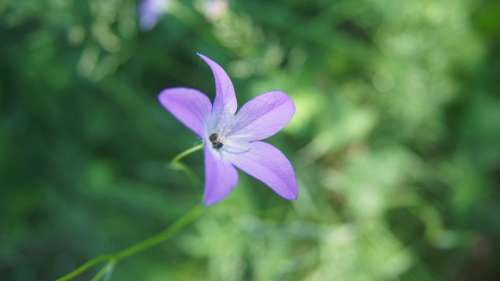 Bellflower Wildflowers Flower Violet Violet Flowers