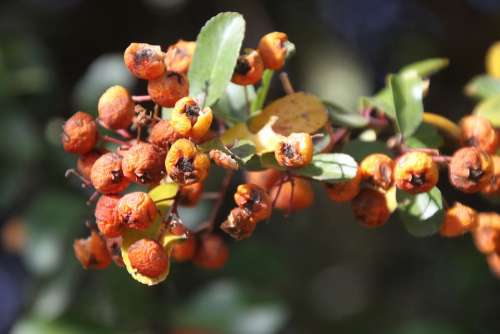 Berries Winter Red Nature