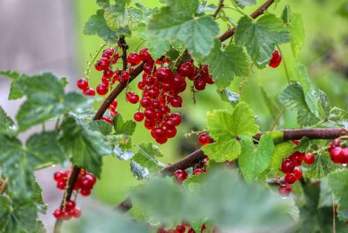 Berries Currants Food Eat Red Healthy Nature