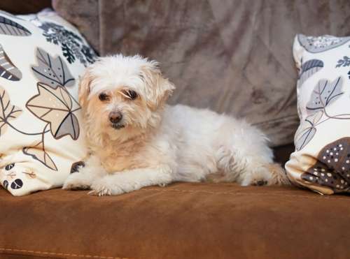 Bichon Frise Poodle Mix Dog Companion Friendly
