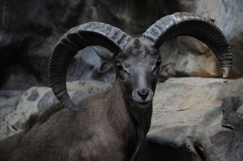 Bighorn Ram Sheep Rocky Mountains