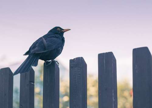 Bird Nature Sky Fence Twilight Blackbird