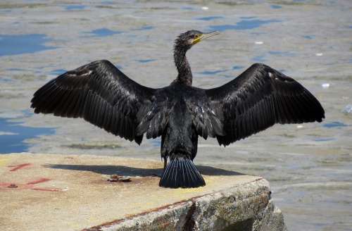 Bird Sea Water Cormorant Animal Black