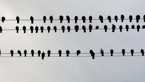 Bird Bird On A Wire Outdoor Perch Birdwatching