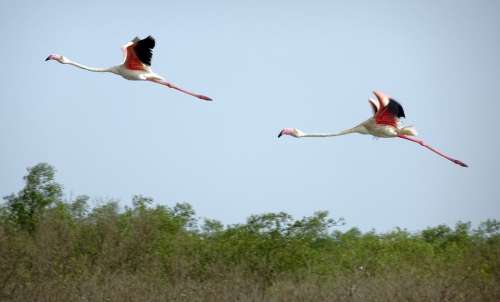 Bird Greater Flamingo Phoenicopterus Roseus Wildlife