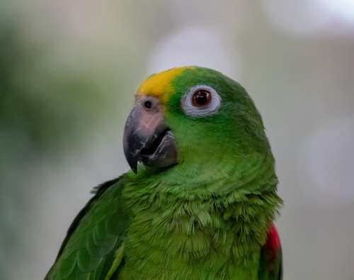 Bird Parrot Ara Animal Nature Plumage Jungle