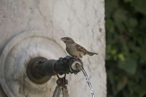 Bird Fountain Summer Water