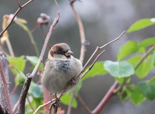 Bird Sparrow Cute Fluffy Garden Wildlife Nature