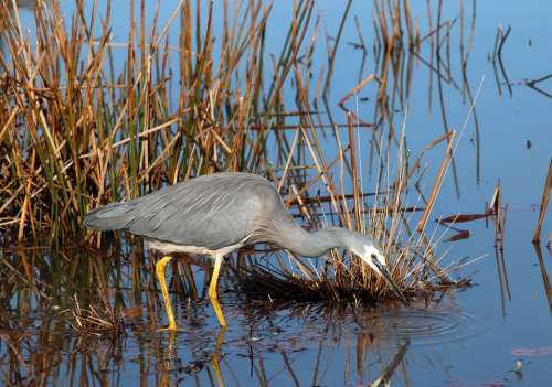 Bird Grey Heron Feeding Wildlife Reeds Lake