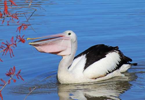 Bird Pelican Feeding Lake Swimming Wildlife
