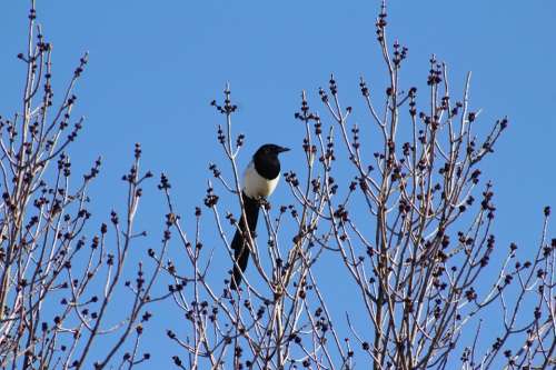 Bird Tree Branch Wildlife Animal Birdwatching