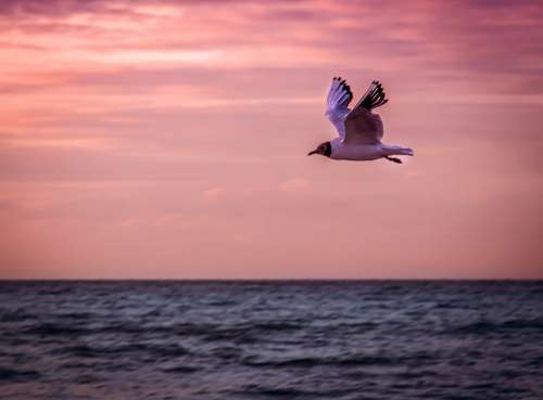 Bird Seagull Animal Wing Flying Sea Sky Evening