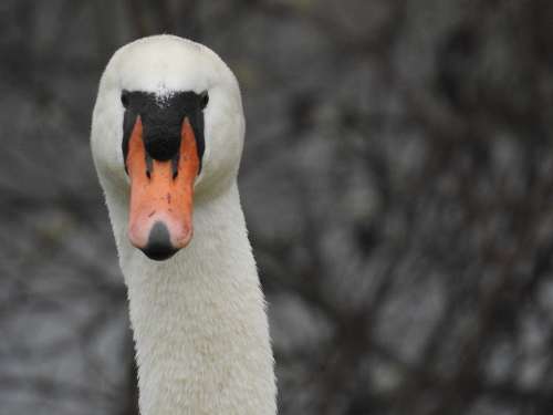 Bird Swan Portrait White Nature Head