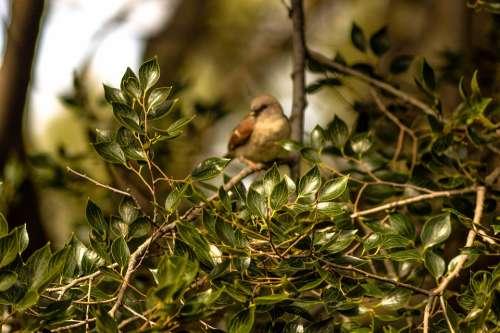 Bird Swallow Swallows Animal Nature Peace