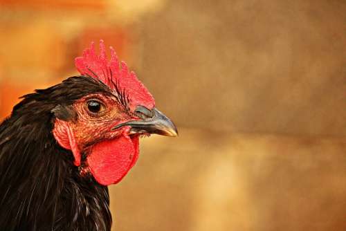 Bird Chicken Poultry Hahn Animal Farm Bill