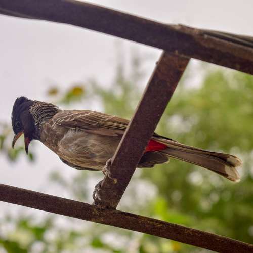 Bird Nature Animal Feather Wildlife Spring Garden