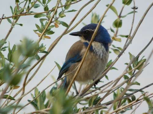 Bird Warbler Nature Songbird Wildlife Branch