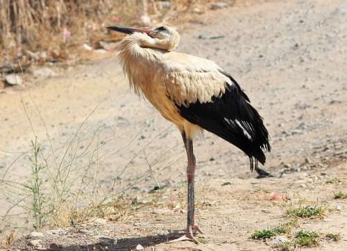 Bird Algeria Blida Al-Arba'A Stork Nature