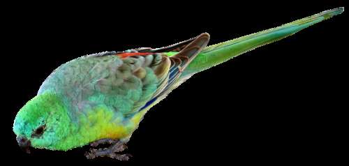 Bird Parrot Small Green Australian Wildlife