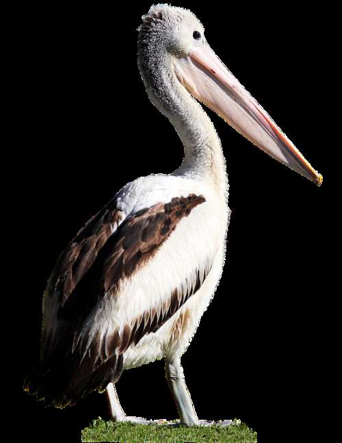 Bird Pelican Beak Feathers Wildlife Cut Out
