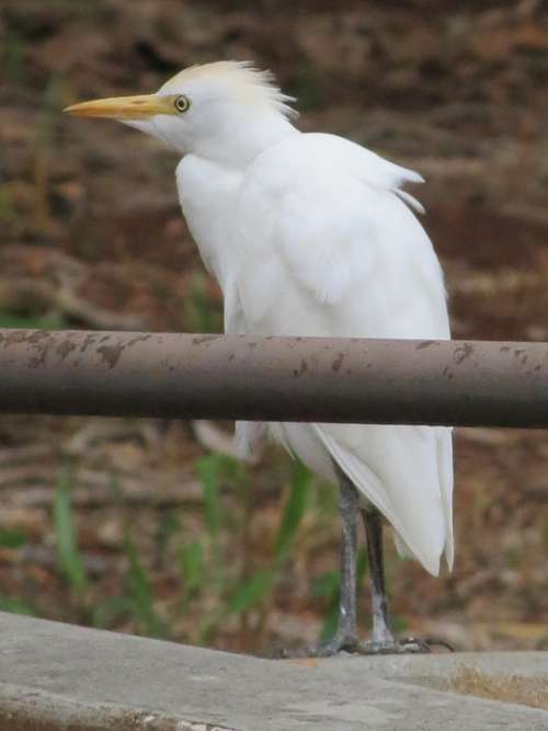 Bird Egret Hawaii