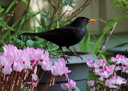 Bird Blackbird Perched Pot Plants Flowers Cyclamen