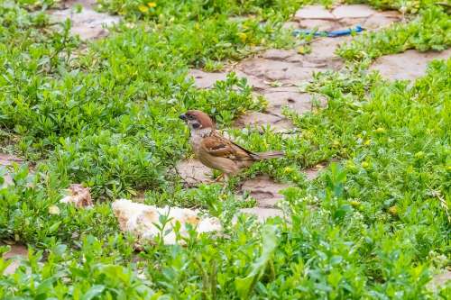 Birds Sparrow Animals Nature Plumage Pen Wing