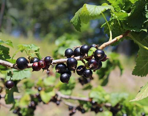 Black Currant Berries Berry Dark Healthy Ripe