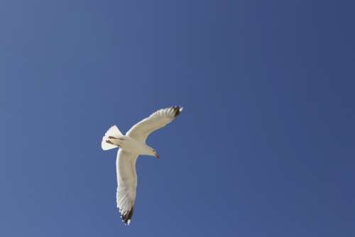 Black Headed Gull Seemoeve Gull Sky Water Bird Sea