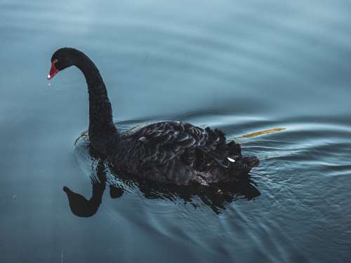 Black Swan Swan Lake Blue Water Bird Black Nature
