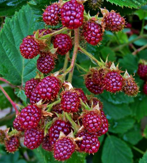 Blackberry Fruit Hedge Fruits Red Ripe Eat