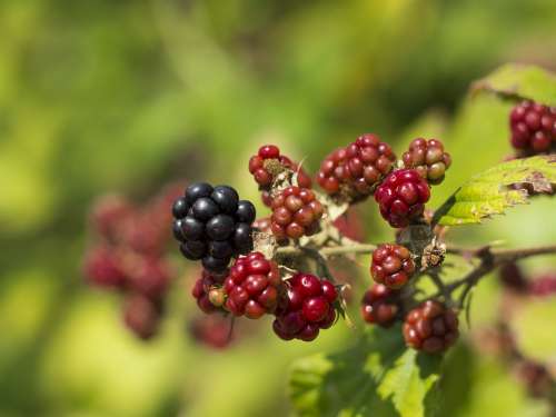 Blackberry Berry Summer Sweet Vitamins Raspberry