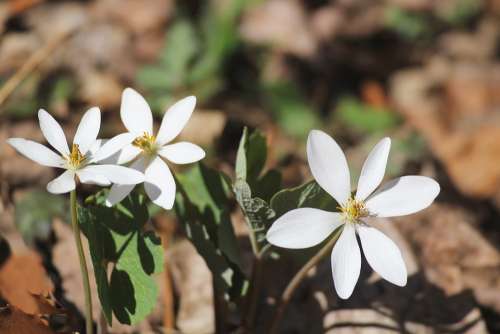 Blood Root Sanguinaria Canadensis Spring Flowers