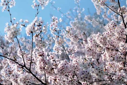 Blooming Spring Flowers Pink Nature Park Garden