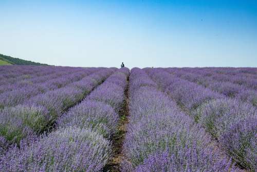 Blooming Lavender Summer Purple Garden Plant