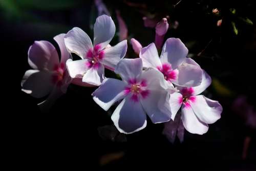 Blossom Bloom Summer Nature Plant Garden Bloom