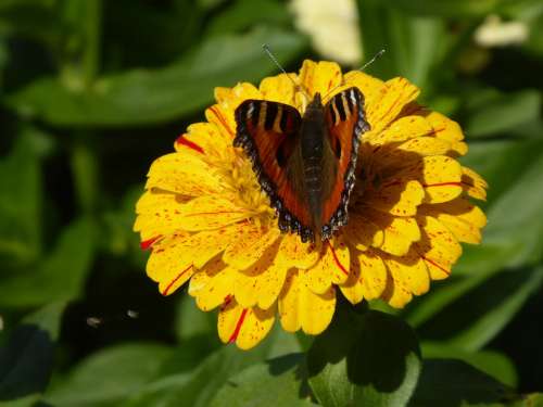 Blossom Bloom Butterfly Nature